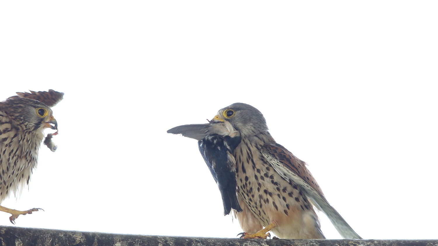 チョウゲンボウ 渡したくないオス ?_f0369315_22090580.jpg