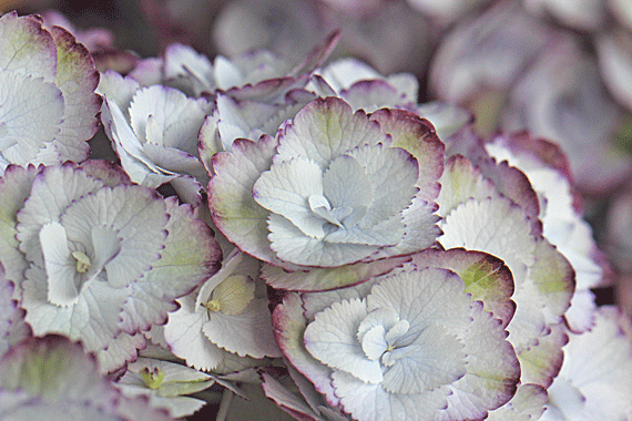 アジサイ アンジェリカ 花もり暮らし