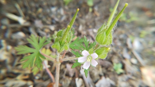 小さな花（アメリカ風露、松葉海蘭、常盤はぜ）_f0334619_14510833.jpg