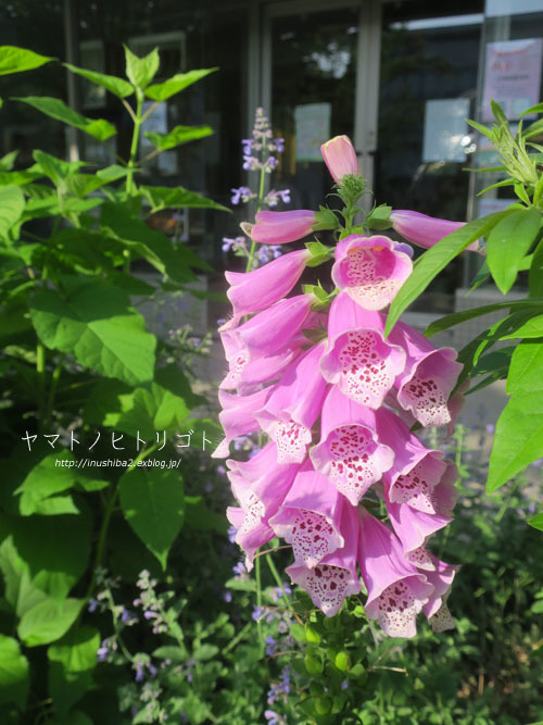 母の日_e0394031_07403778.jpg