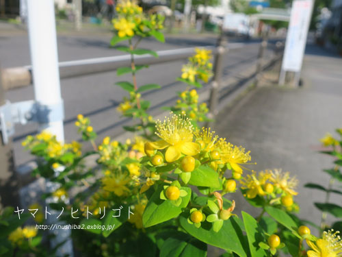 母の日_e0394031_07404191.jpg