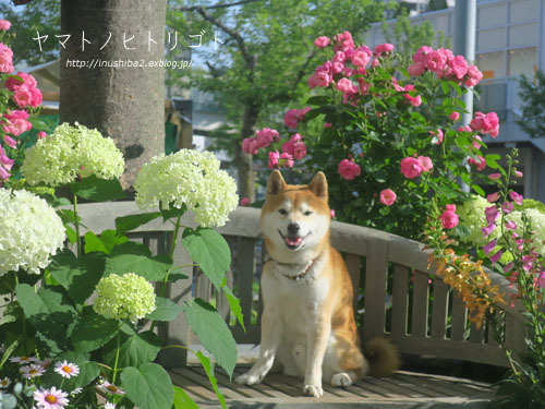 母の日_e0394031_07404775.jpg