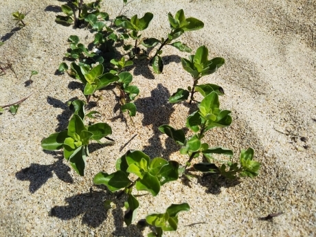潮音寺・須磨浦海浜植物群落 てくてく歩き_c0218841_18052569.jpg