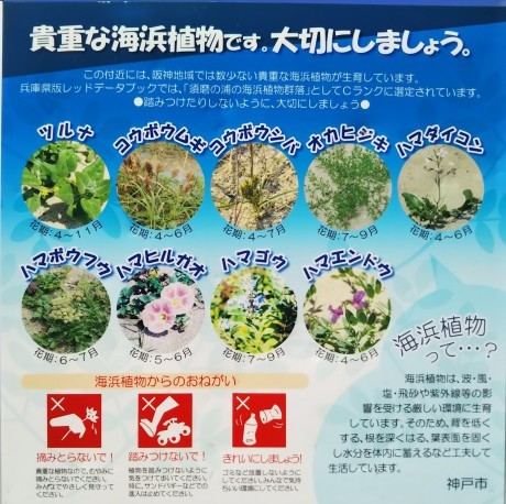 潮音寺・須磨浦海浜植物群落 てくてく歩き_c0218841_18065786.jpg