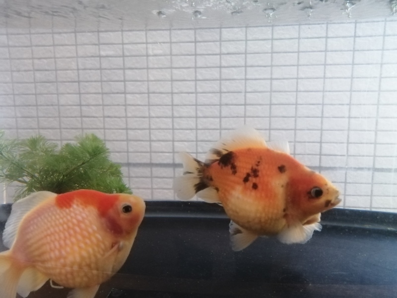 重大情報・この金魚ブログを放置し、有料サーバーを借りて情報発信します!_a0392351_12335733.jpg