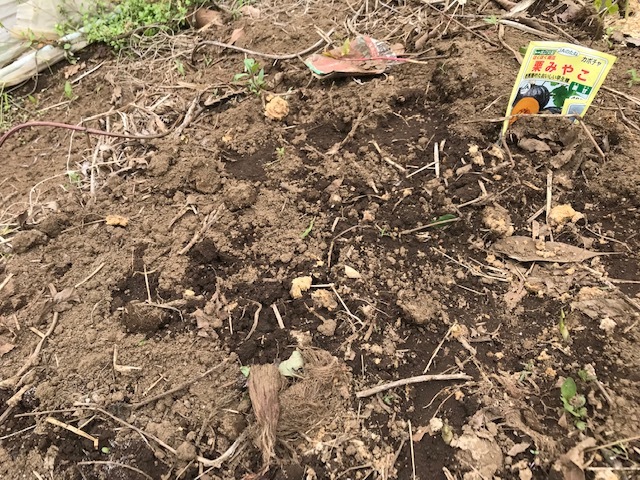 台湾リスにサツマイモの苗が掘り返された！5・7、8_c0014967_15410731.jpg