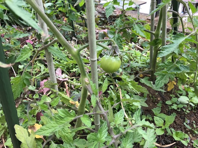 台湾リスにサツマイモの苗が掘り返された！5・7、8_c0014967_15415829.jpg