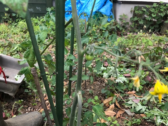 台湾リスにサツマイモの苗が掘り返された！5・7、8_c0014967_15424254.jpg