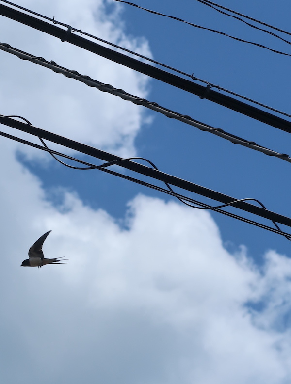 鳥のブローチ_b0113868_18192796.jpg