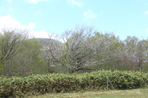 金糞平の桜とマヨヒガ木蓮の確認(2022.05.07)_f0075075_05534376.jpg
