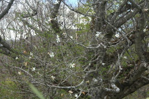 金糞平の桜とマヨヒガ木蓮の確認(2022.05.07)_f0075075_12283378.jpg