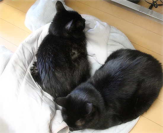猫たちの臨時布団_a0389088_18124219.jpg