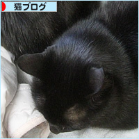 猫たちの臨時布団_a0389088_18124328.jpg