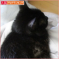 猫たちの臨時布団_a0389088_18124349.jpg