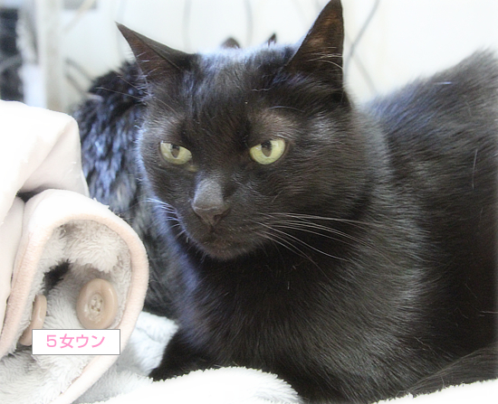 猫たちの臨時布団_a0389088_18124380.jpg