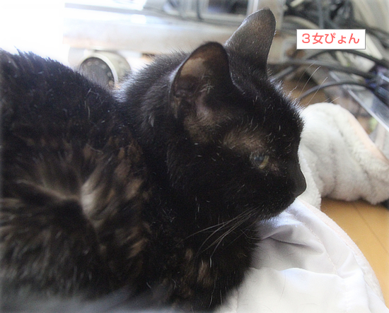 猫たちの臨時布団_a0389088_18124393.jpg