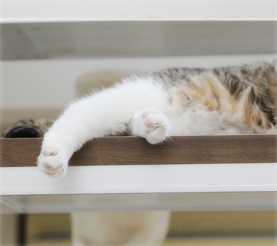 かわいい猫のおじゃま虫_a0389088_18282004.jpg