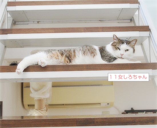 かわいい猫のおじゃま虫_a0389088_18282013.jpg