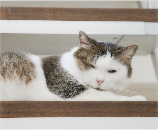 かわいい猫のおじゃま虫_a0389088_18282028.jpg
