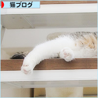 かわいい猫のおじゃま虫_a0389088_18282109.jpg