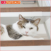 かわいい猫のおじゃま虫_a0389088_18282129.jpg