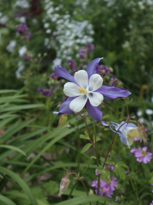 今シーズン４回目のK邸はブルーの花の季節♪_b0331802_21160565.jpg