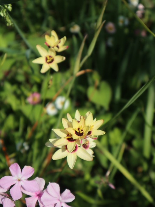 今シーズン４回目のK邸はブルーの花の季節♪_b0331802_21163910.jpg