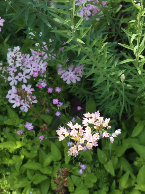 今シーズン４回目のK邸はブルーの花の季節♪_b0331802_21250727.jpg
