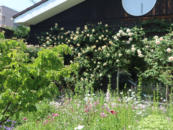 今シーズン４回目のK邸はブルーの花の季節♪_b0331802_21481269.jpg