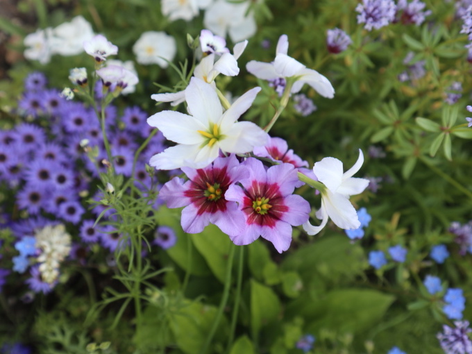 今シーズン４回目のK邸はブルーの花の季節♪_b0331802_21541332.jpg