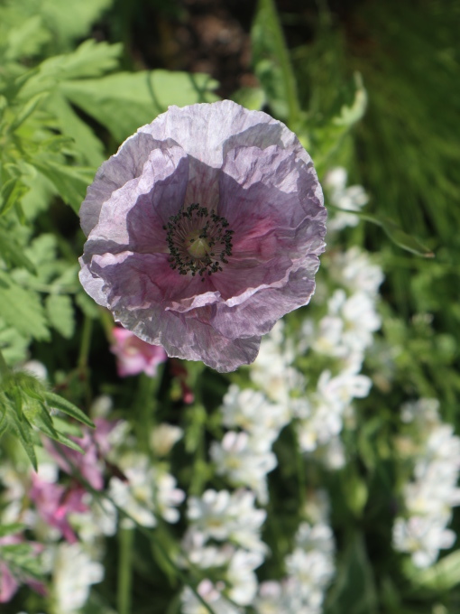 今シーズン４回目のK邸はブルーの花の季節♪_b0331802_21564479.jpg