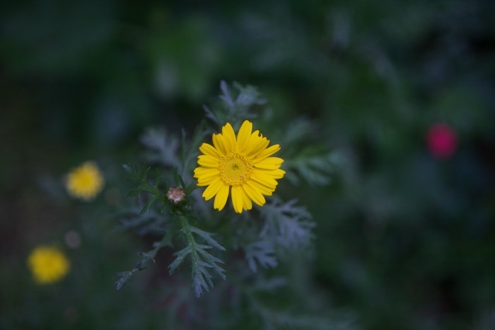 春菊の花と、薔薇いろいろ_e0134713_21414297.jpeg