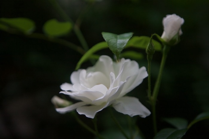 春菊の花と、薔薇いろいろ_e0134713_21414503.jpeg