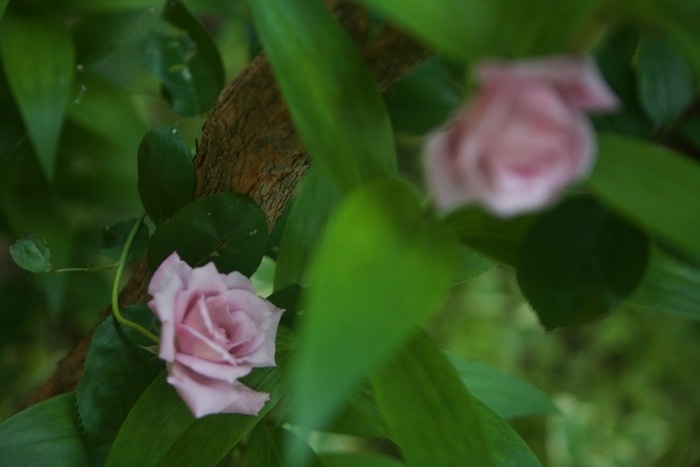 春菊の花と、薔薇いろいろ_e0134713_21414782.jpeg