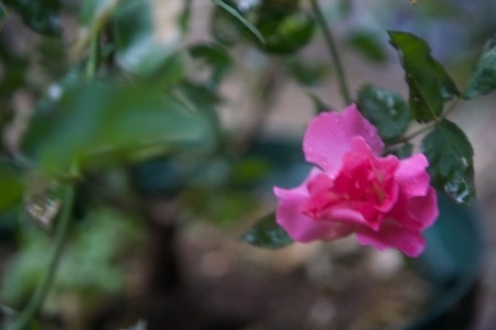 春菊の花と、薔薇いろいろ_e0134713_21414974.jpeg