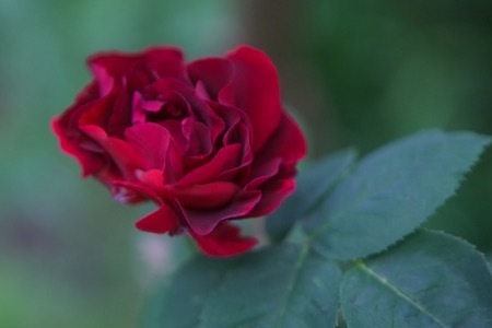春菊の花と、薔薇いろいろ_e0134713_21415127.jpeg