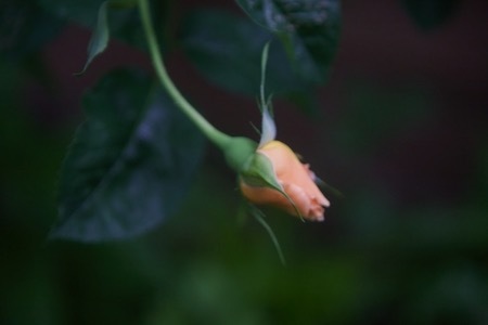 春菊の花と、薔薇いろいろ_e0134713_21415324.jpeg
