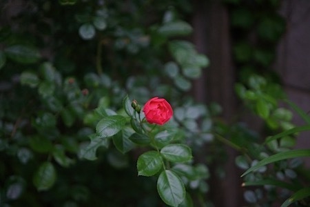 春菊の花と、薔薇いろいろ_e0134713_21415457.jpeg