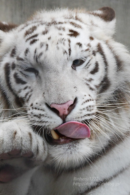 2021.7.10&11<合併号> 宇都宮動物園☆ホワイトタイガーのグーナ【White tiger】_f0250322_20415461.jpg