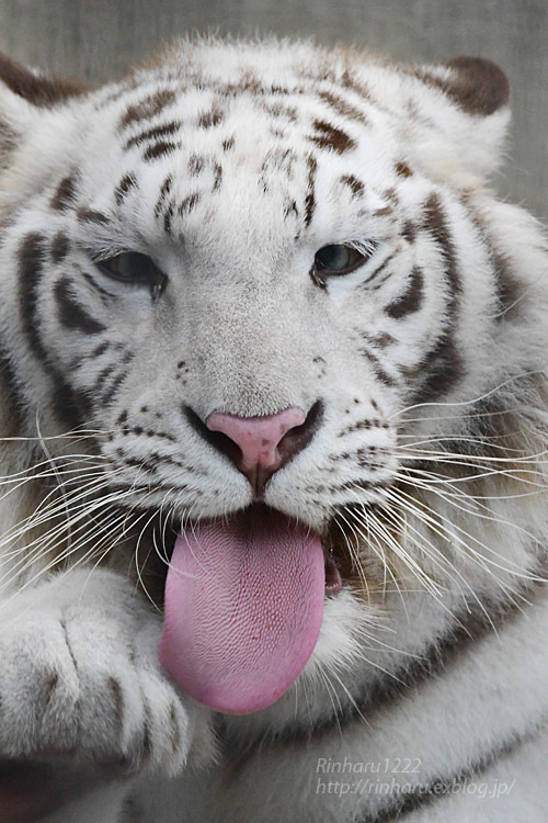 2021.7.10&11<合併号> 宇都宮動物園☆ホワイトタイガーのグーナ【White tiger】_f0250322_20420220.jpg