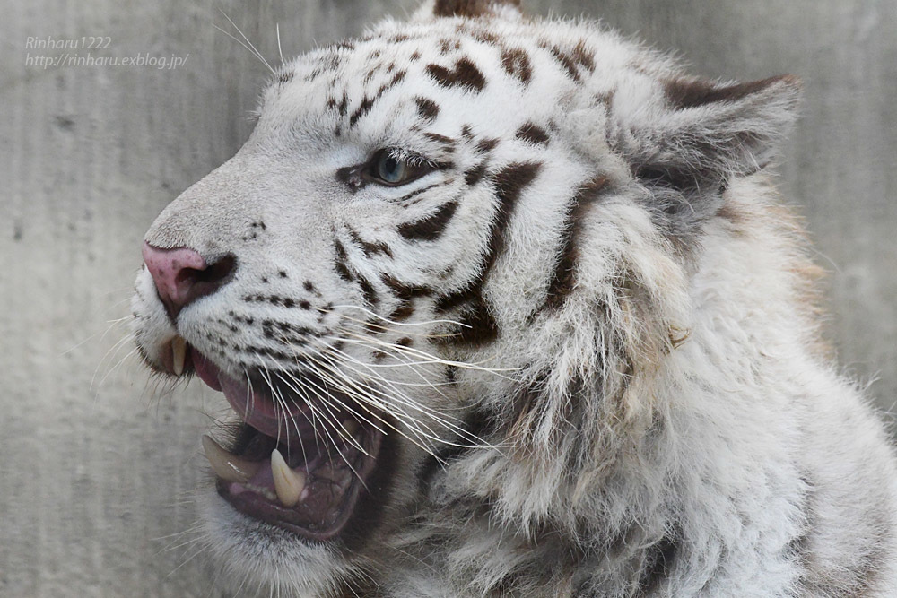 2021.7.10&11<合併号> 宇都宮動物園☆ホワイトタイガーのグーナ【White tiger】_f0250322_20421997.jpg