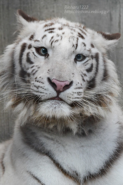 2021.7.10&11<合併号> 宇都宮動物園☆ホワイトタイガーのグーナ【White tiger】_f0250322_20422874.jpg