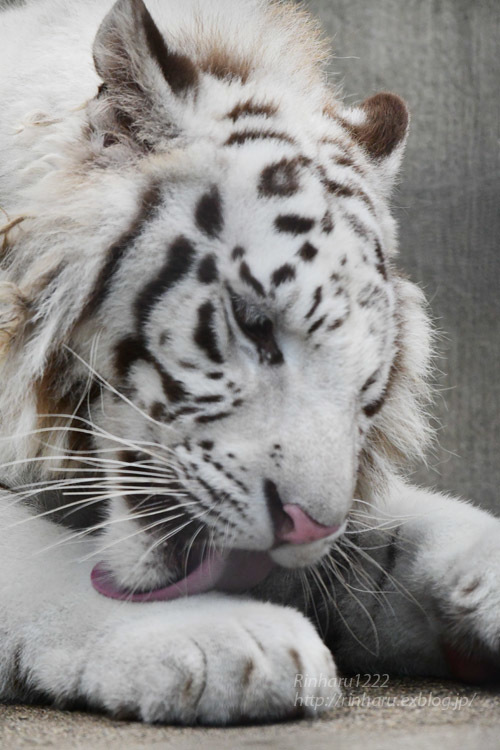 2021.7.10&11<合併号> 宇都宮動物園☆ホワイトタイガーのグーナ【White tiger】_f0250322_20431518.jpg