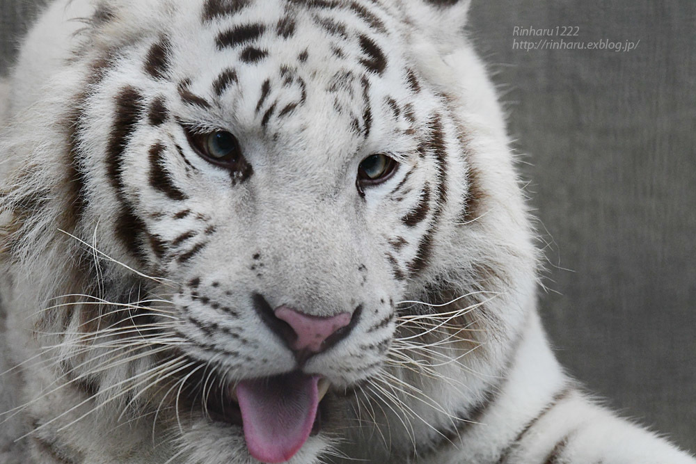 2021.7.10&11<合併号> 宇都宮動物園☆ホワイトタイガーのグーナ【White tiger】_f0250322_20432329.jpg