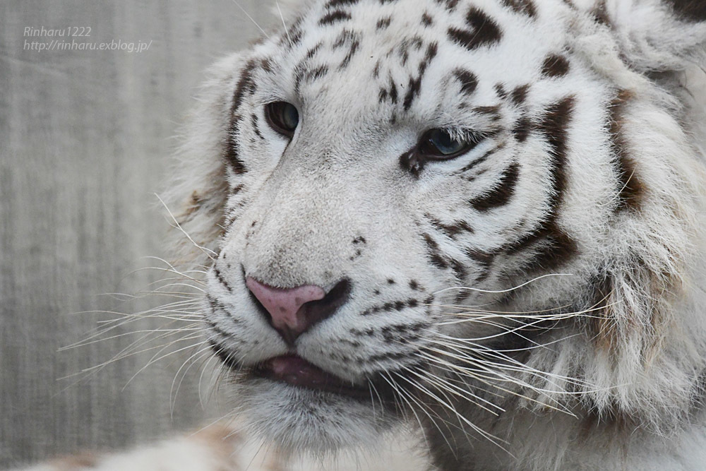 2021.7.10&11<合併号> 宇都宮動物園☆ホワイトタイガーのグーナ【White tiger】_f0250322_20433296.jpg