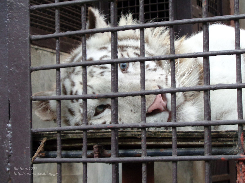 2021.7.10&11<合併号> 宇都宮動物園☆ホワイトタイガーのグーナ【White tiger】_f0250322_20441696.jpg