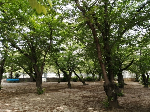 名もなき公園にて_b0007835_20363611.jpg