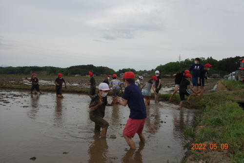 北郷小学校３年ぶりの田植え体験の様子_d0247345_17125418.jpg