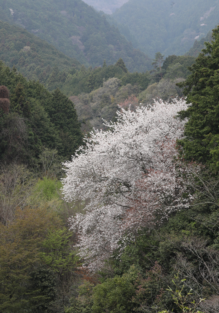 御所市　伏見　一本桜_c0108146_22155967.jpg