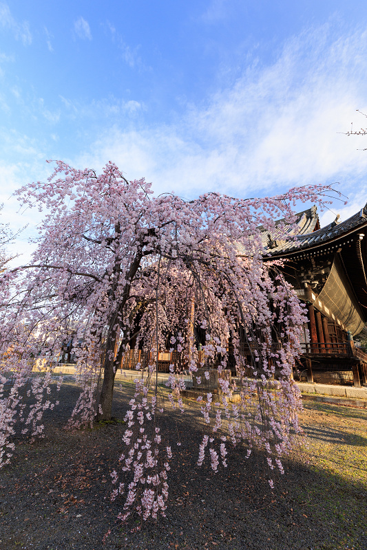 2022桜咲く京都　立本寺のしだれ桜_f0155048_23470963.jpg
